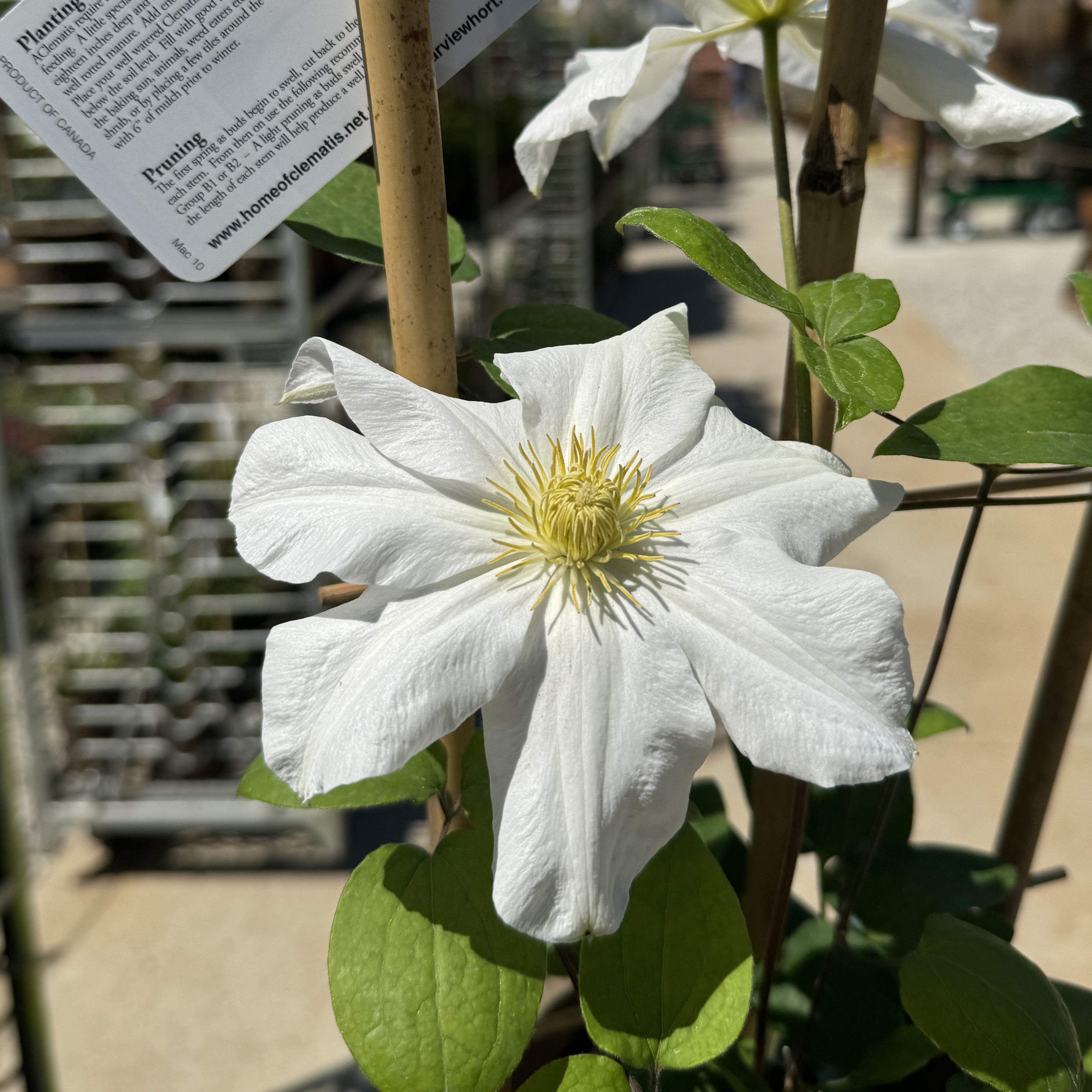 Groovy Plants Ranch - Irisistable Clematis Kerfluffle – The Groovy