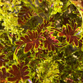 Coleus 'Skeletal' ~ Trio of 3 Hefty Plants for Preorder