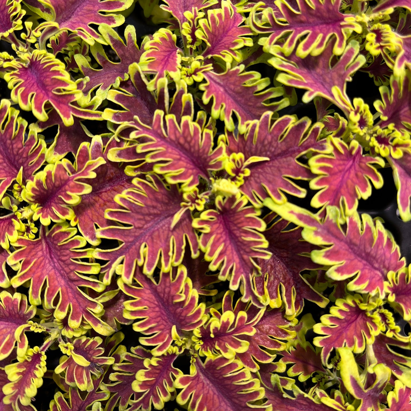 Coleus 'Skeletal' ~ Trio of 3 Hefty Plants for Preorder