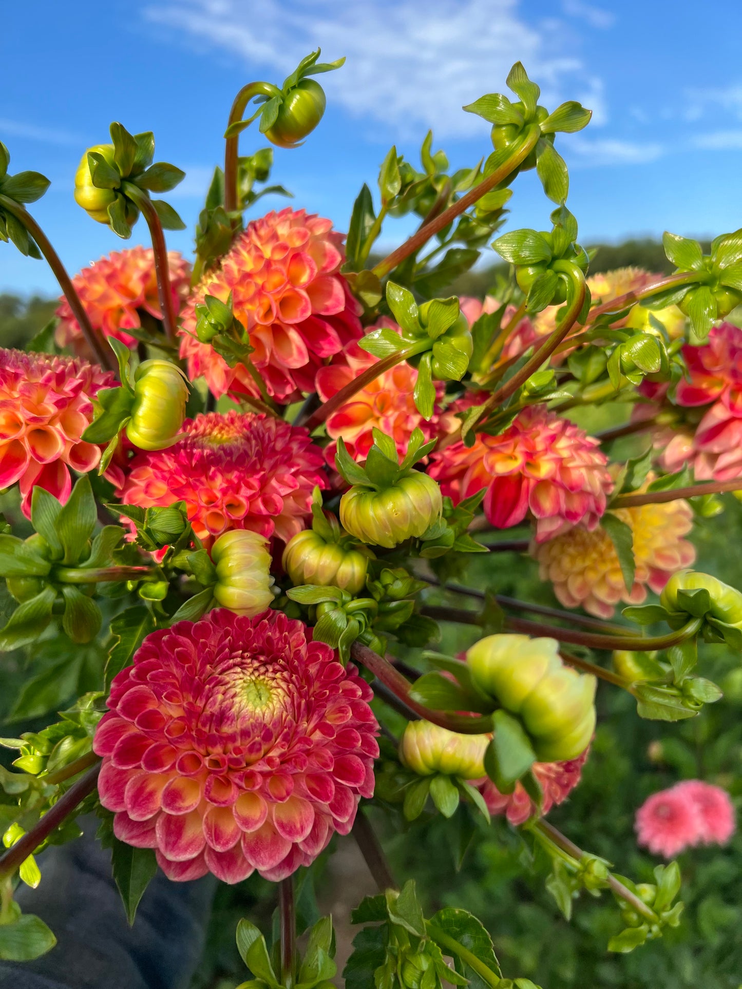 'Snoho Doris' Dahlia ~ 3 Tubers