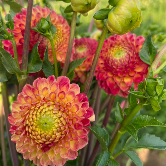 'Snoho Doris' Dahlia ~ 3 Tubers