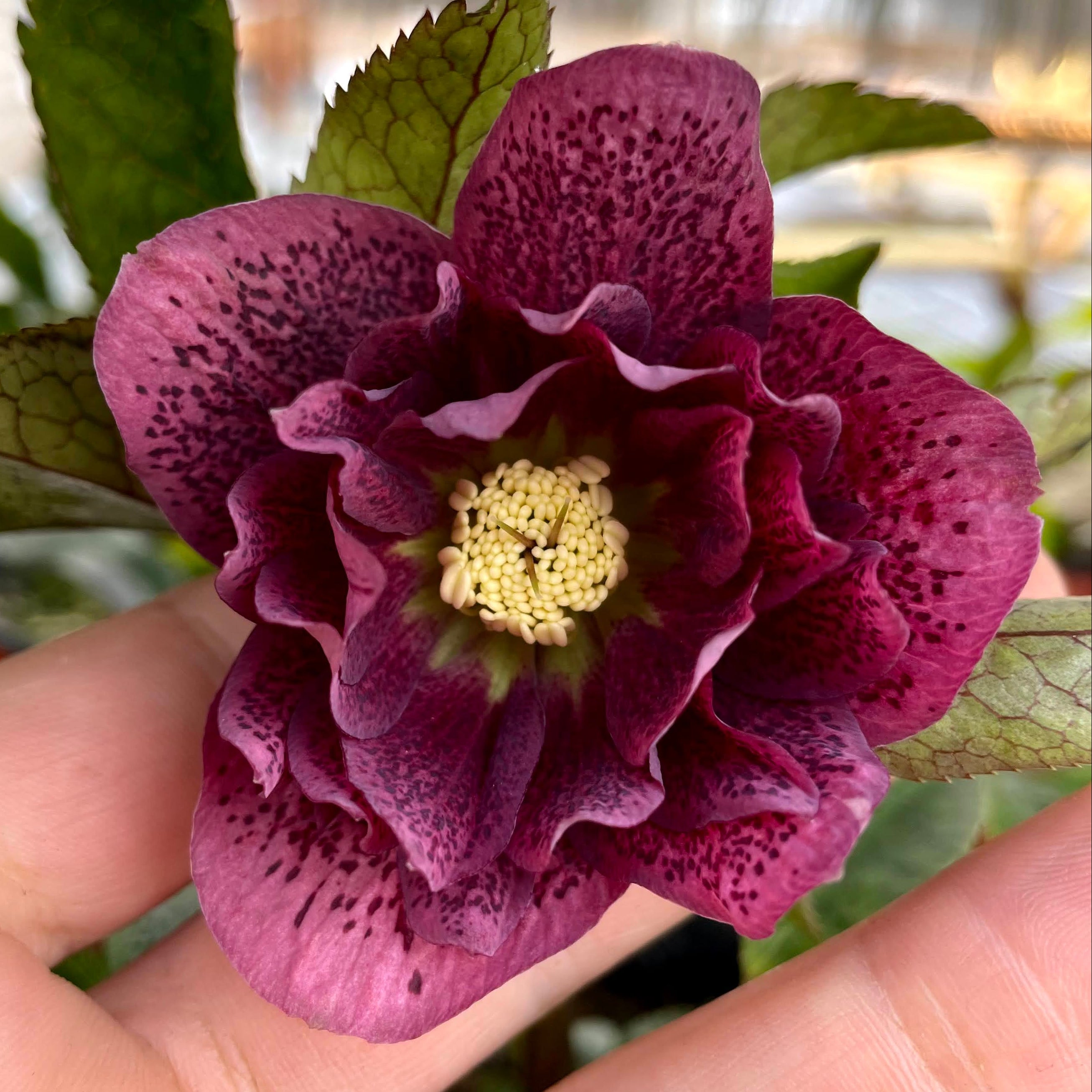 Groovy Plants Ranch - 2026 Helleborus Hullabaloo – The Groovy