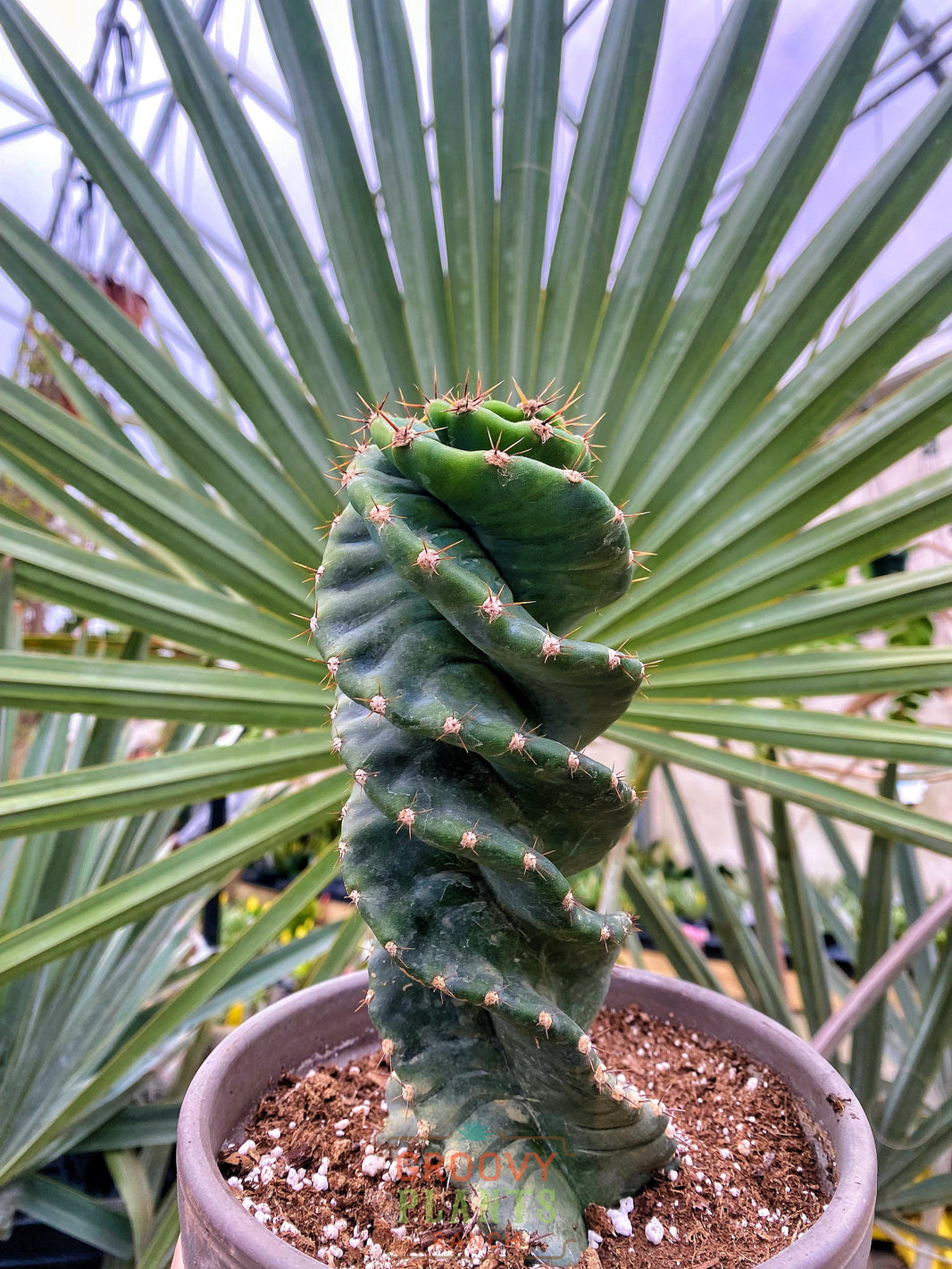 plants-the-groovy-plants-ranch-llc