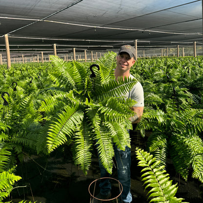 Macho Fern ~ Hefty Hanging Basket for Preorder