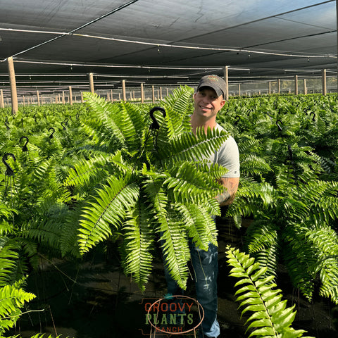 Macho Fern ~ Hefty Hanging Basket for Preorder