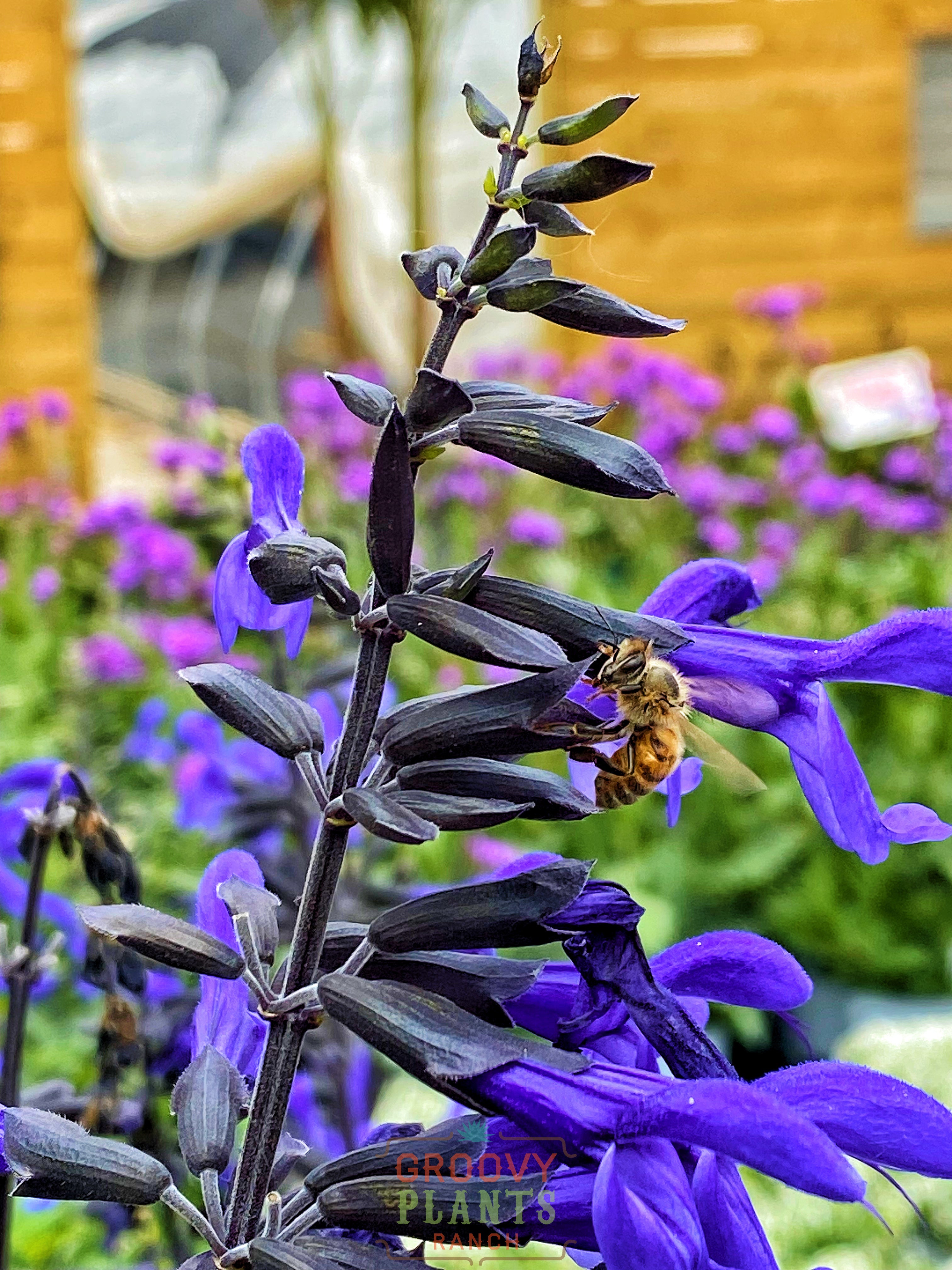 Salvia 'Black & Bloom' ~ Hummingbird Buffet of 24 Hefty Plants for Preorder
