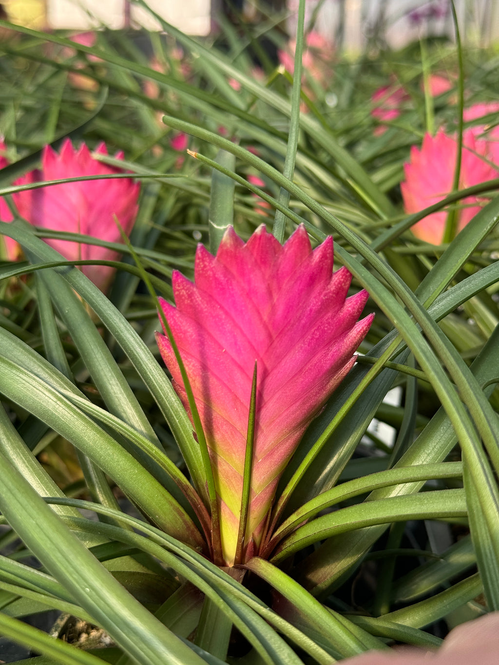 Fall for Bromeliads: The Zero-Drama Houseplant | Sept 18th 5:30pm