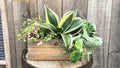 Low Light Rockstar Planter | Aug 6th 6pm