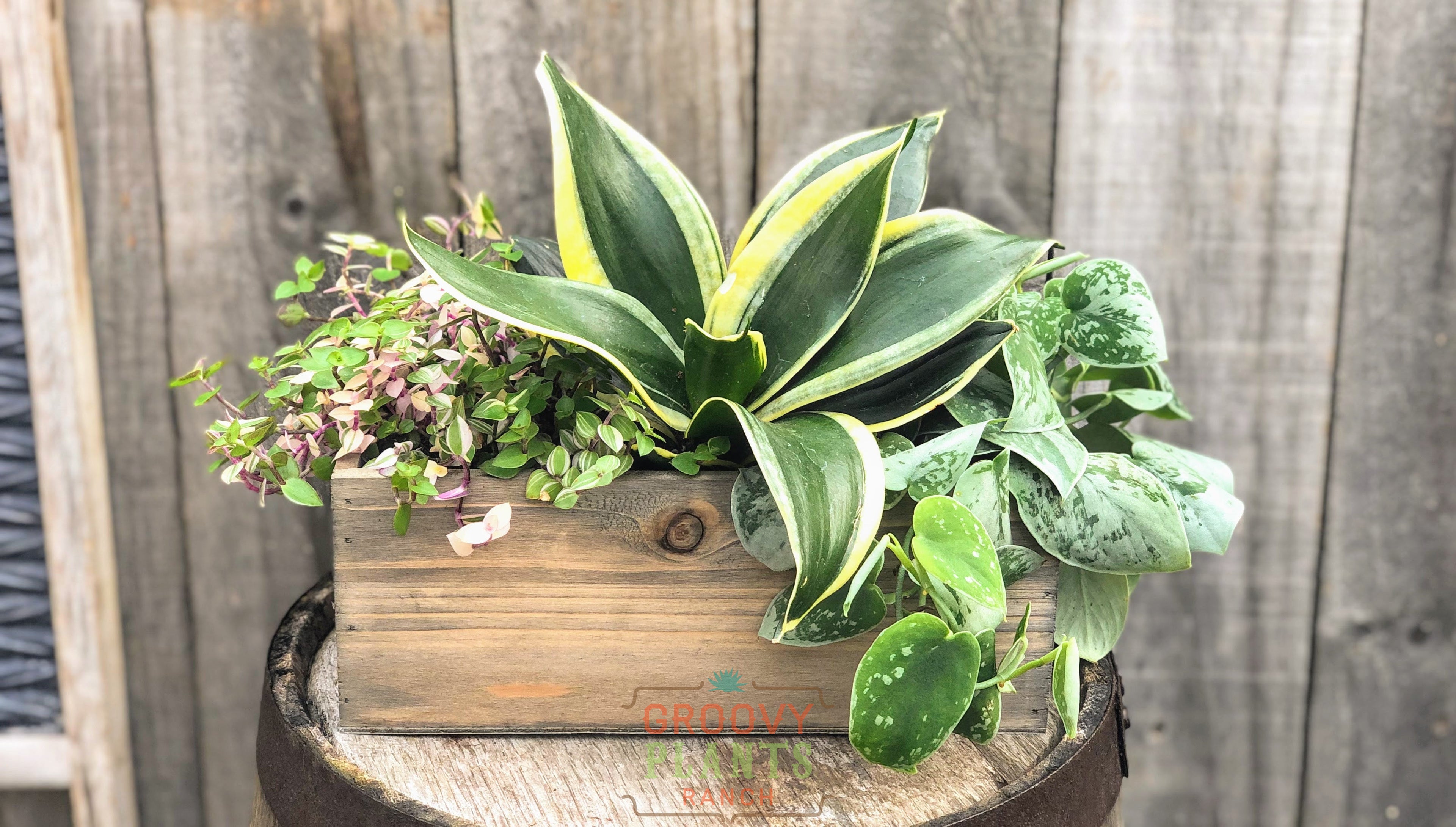 Low Light Rockstar Planter | Aug 6th 6pm