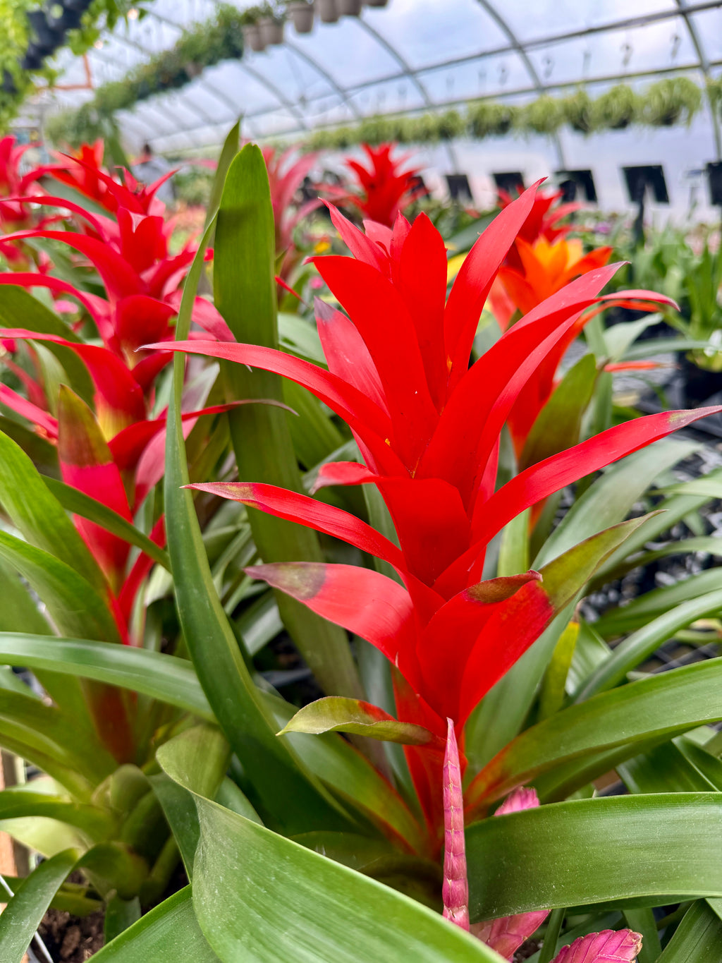 Fall for Bromeliads: The Zero-Drama Houseplant | Sept 18th 5:30pm