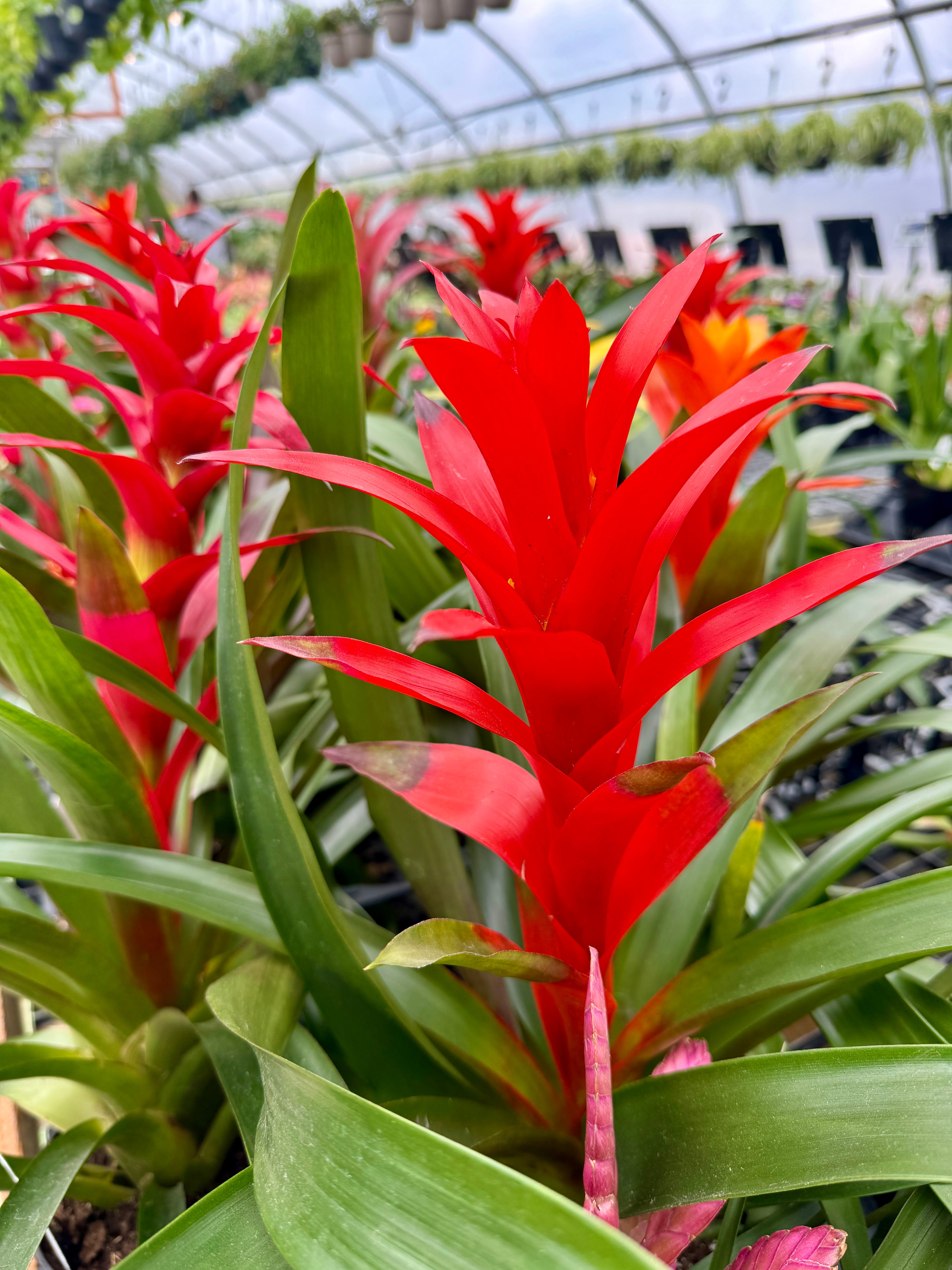 Fall for Bromeliads: The Zero-Drama Houseplant | Sept 18th 5:30pm