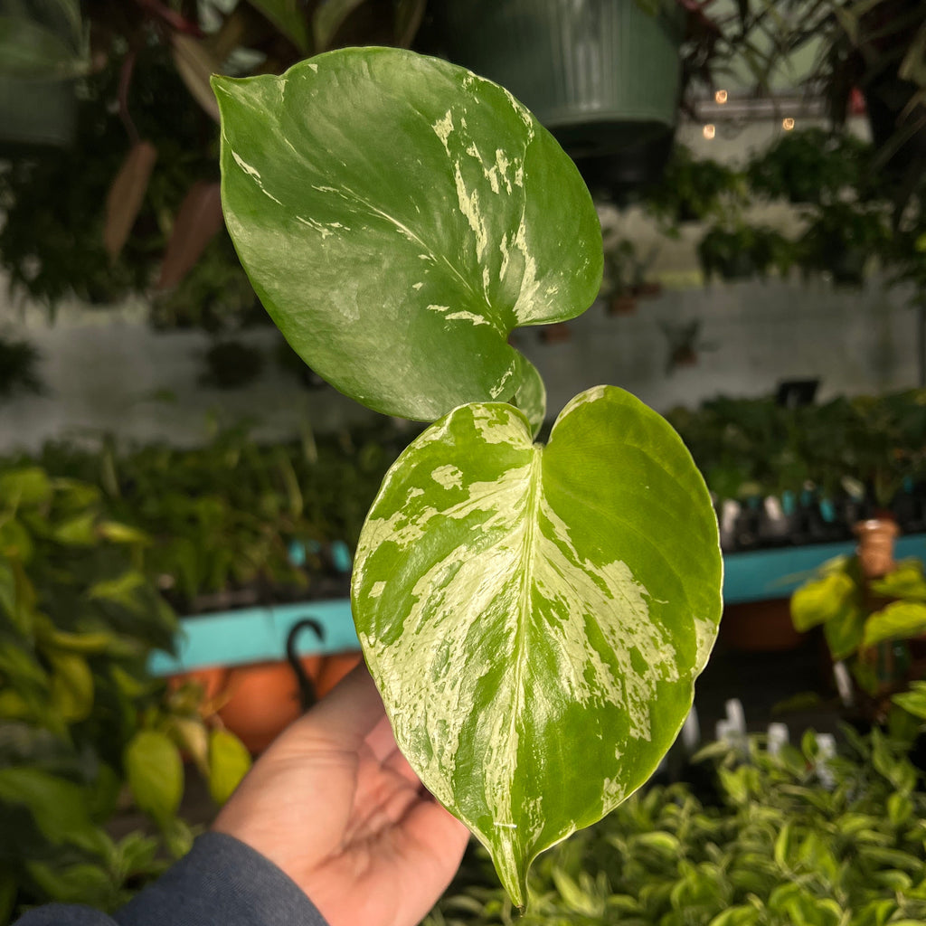 Monstera Deliciosa 'Bulbasaur'