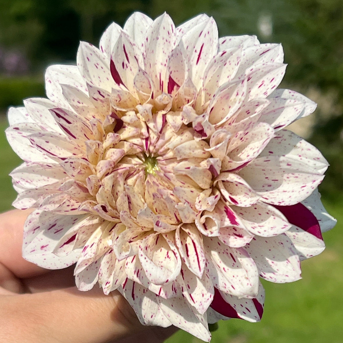 Dahlia Fern Ridge Painted Lady | Premium Decorative Dahlia