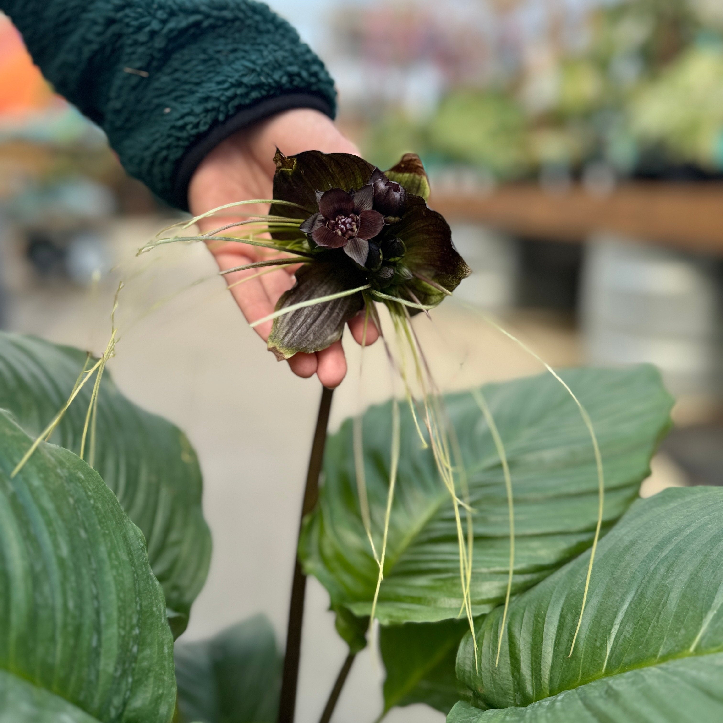 Black Bat Plant | Tacca chantrieri