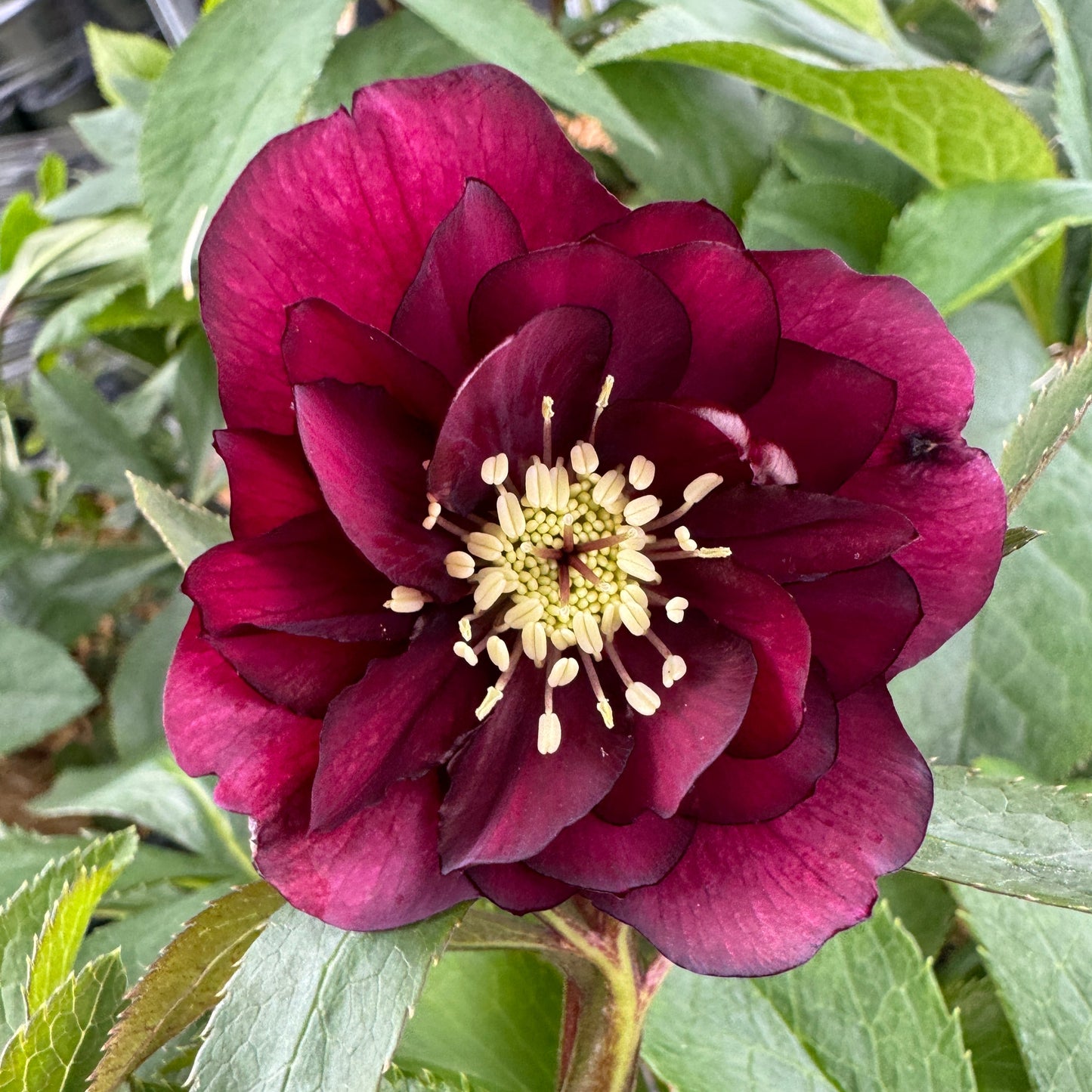 Helleborus 'Maid of Honor'