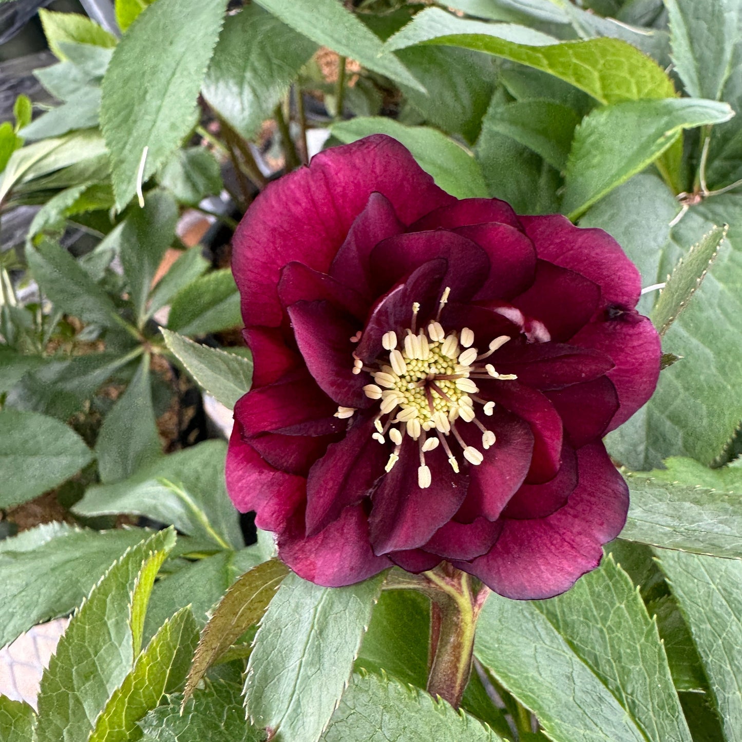 Helleborus 'Maid of Honor'