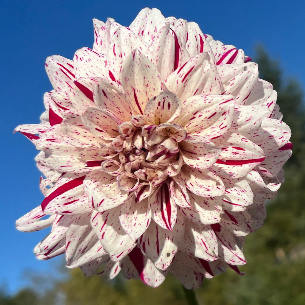 Dahlia Fern Ridge Painted Lady | Premium Decorative Dahlia