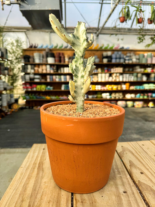 Euphorbia lactea 'White Ghost' | Online Order for Instore Pickup