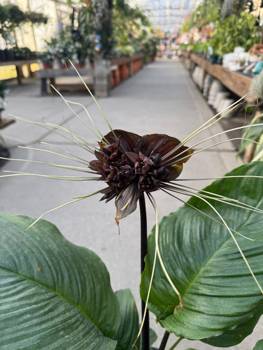 Black Bat Plant | Tacca chantrieri
