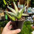 Variegated Starfish Sansevieria | Sansevieria cylindrica 'Boncel Variegata'