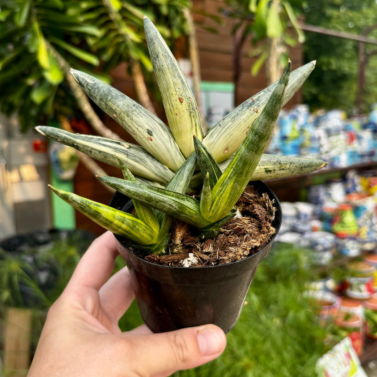 Variegated Starfish Sansevieria | Sansevieria cylindrica 'Boncel Variegata'