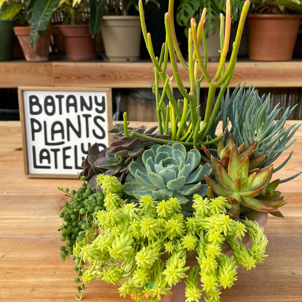 Desert Scape Succulent Planter | Aug 30th 2pm