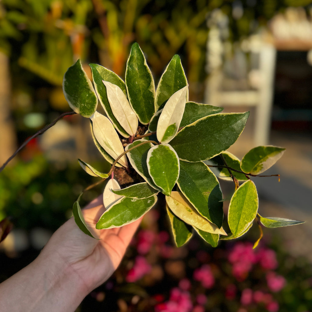 Hoya carnosa 'krimson queen' | Wax Plant