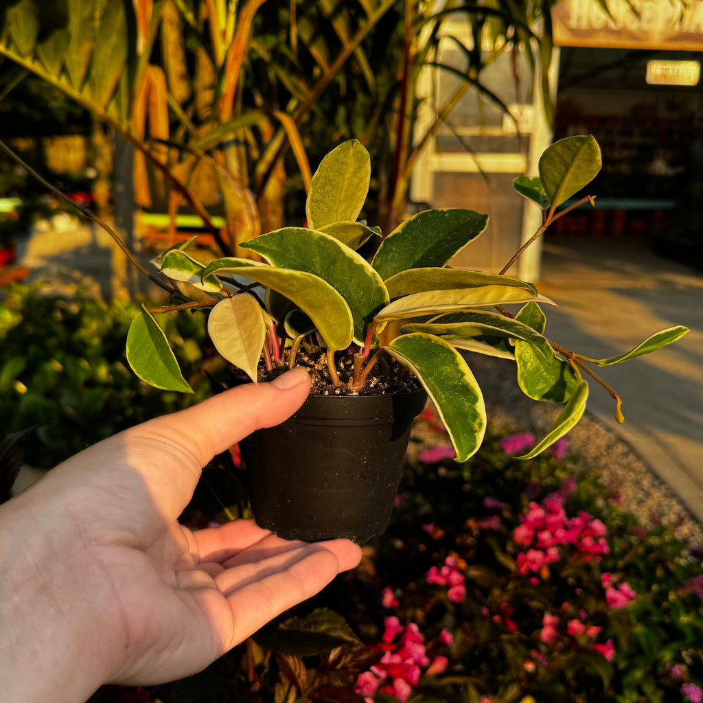 Hoya carnosa 'krimson queen' | Wax Plant