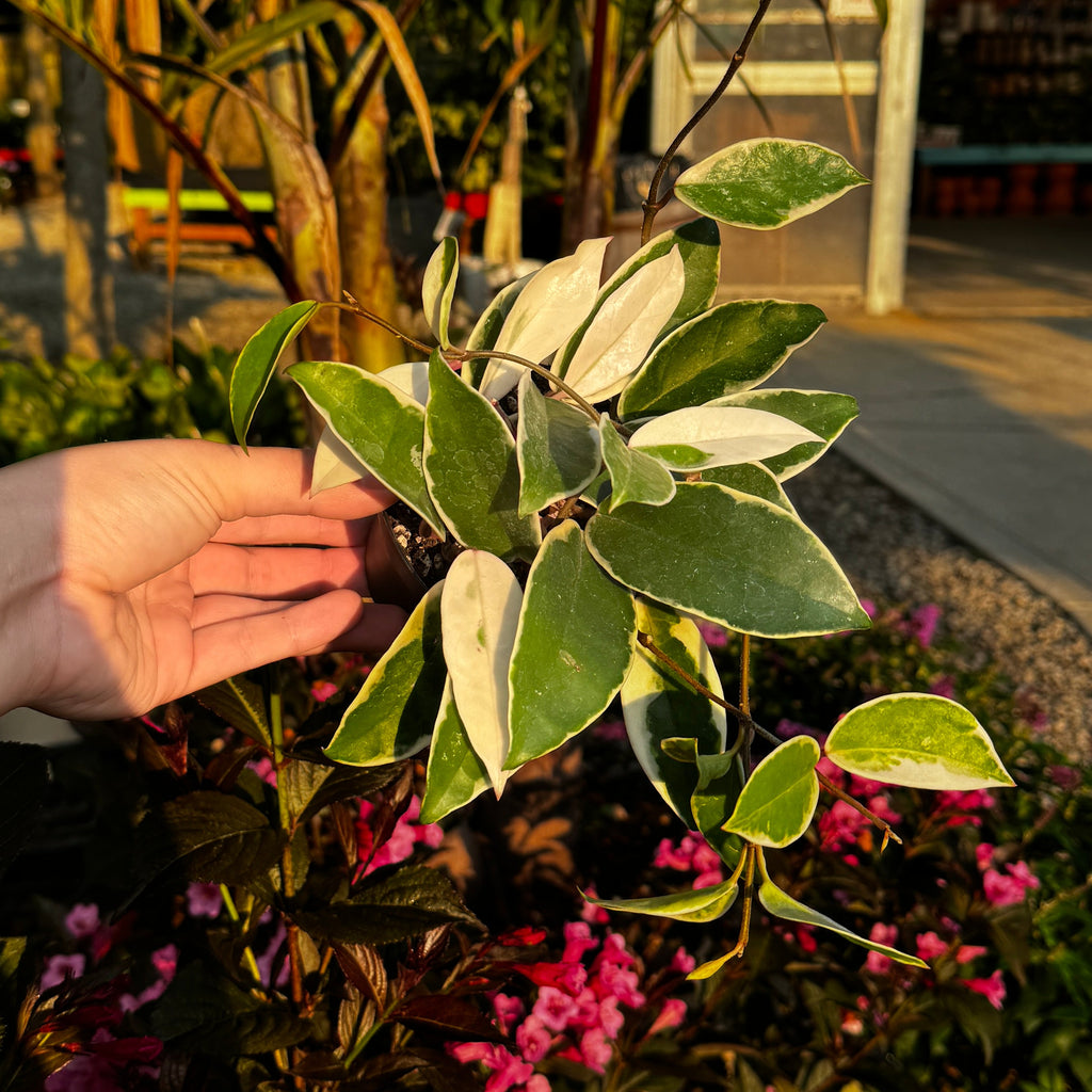 Hoya carnosa 'krimson queen' | Wax Plant
