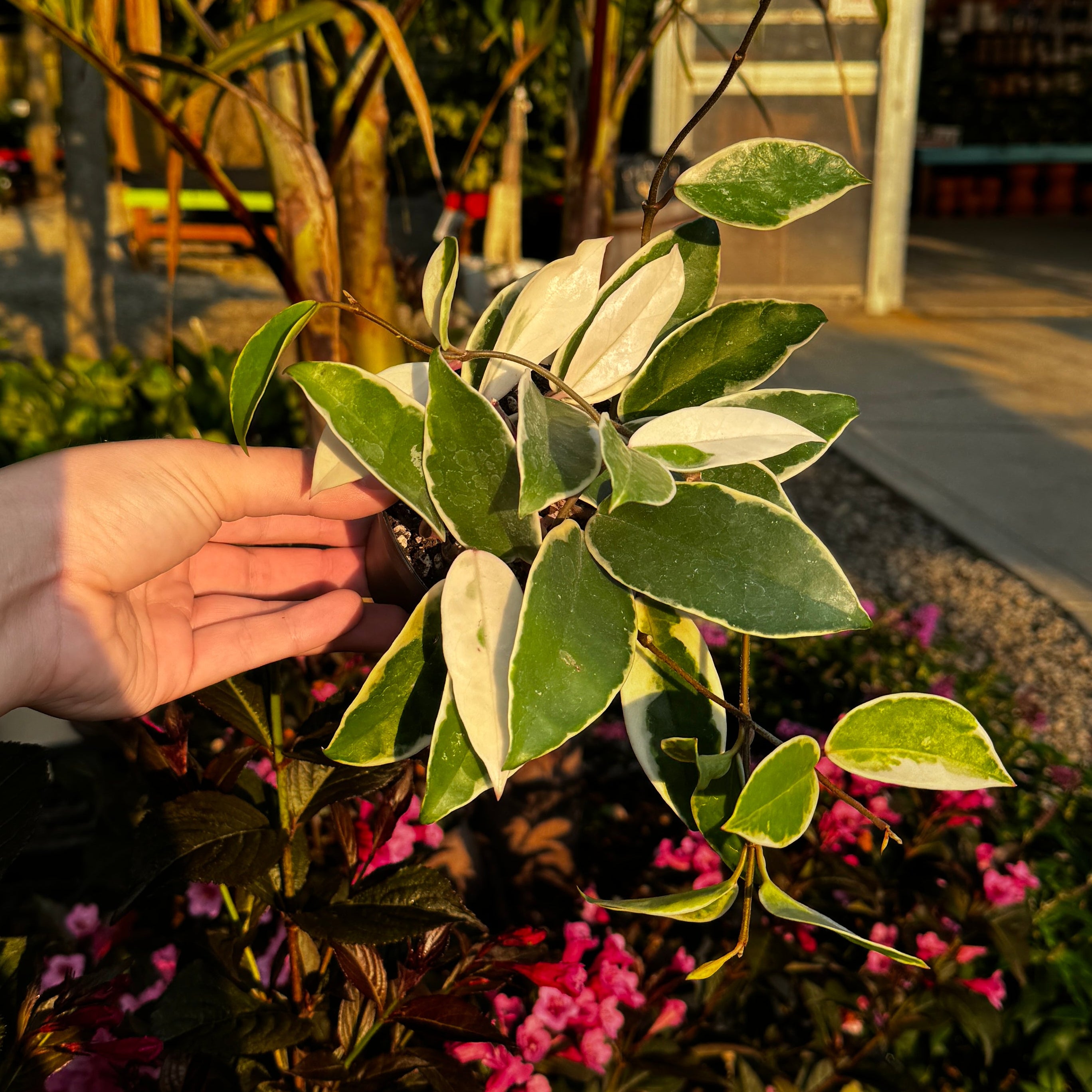Hoya carnosa 'krimson queen' | Wax Plant
