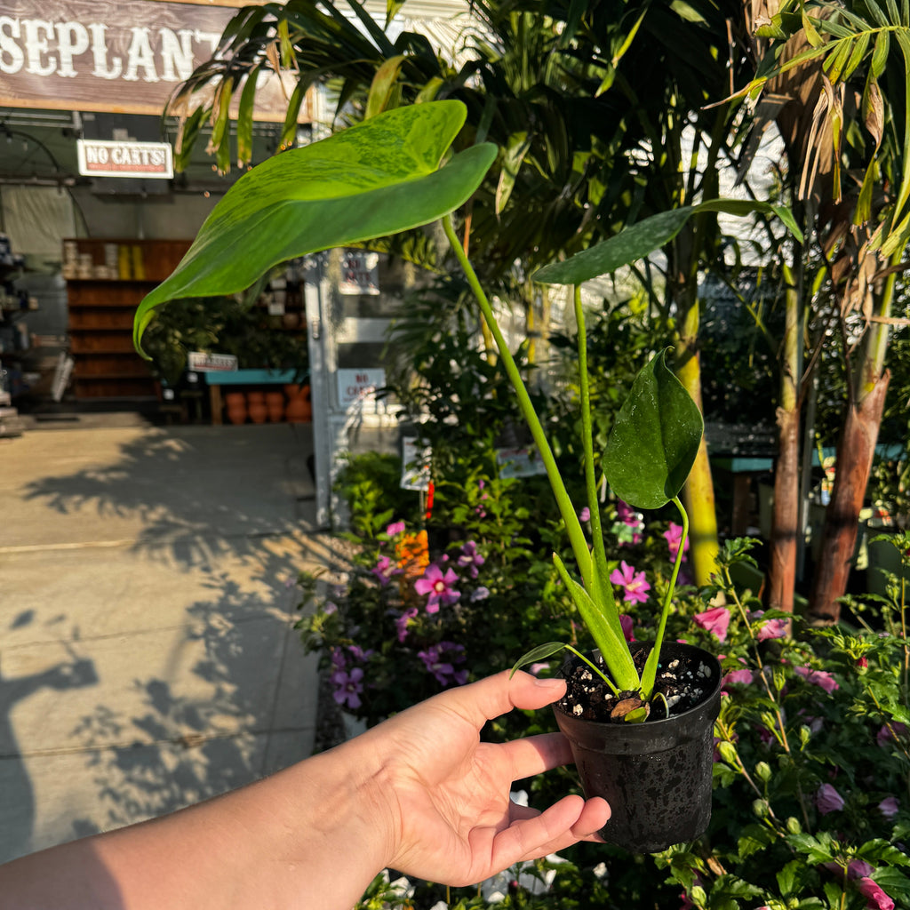 Monstera Deliciosa 'Yellow Marilyn'