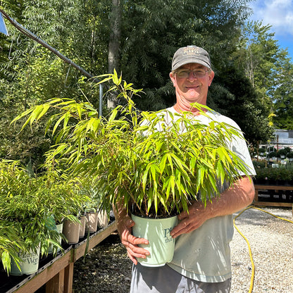 Dwarf Bamboo Fargesia rufa | Limited Release for Pickup Now