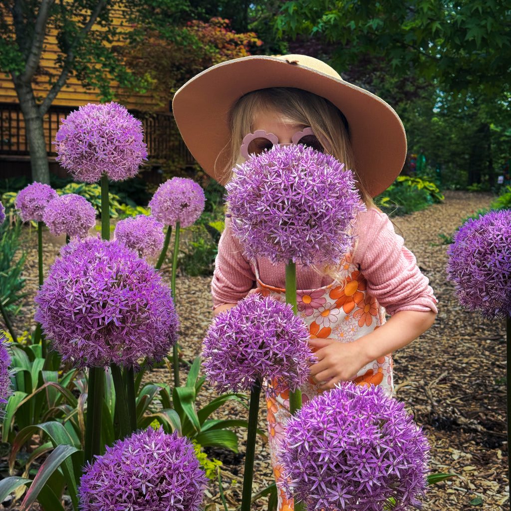 Allium 'Globemaster'