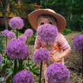 Allium 'Globemaster'