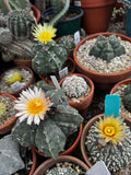 Behind the Greenhouse Doors: Cactus & Succulent Collection House Tour