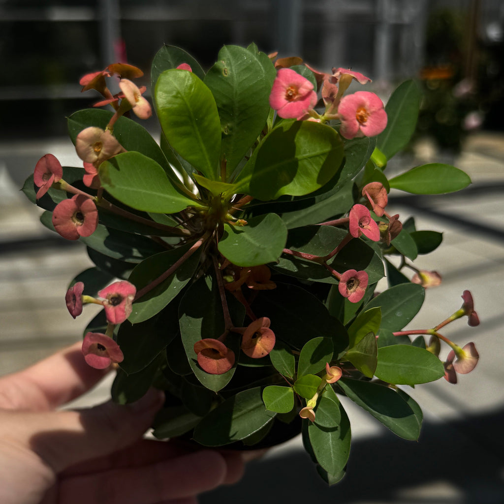 Crown of Thorns | Euphorbia milii