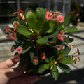 Crown of Thorns | Euphorbia milii