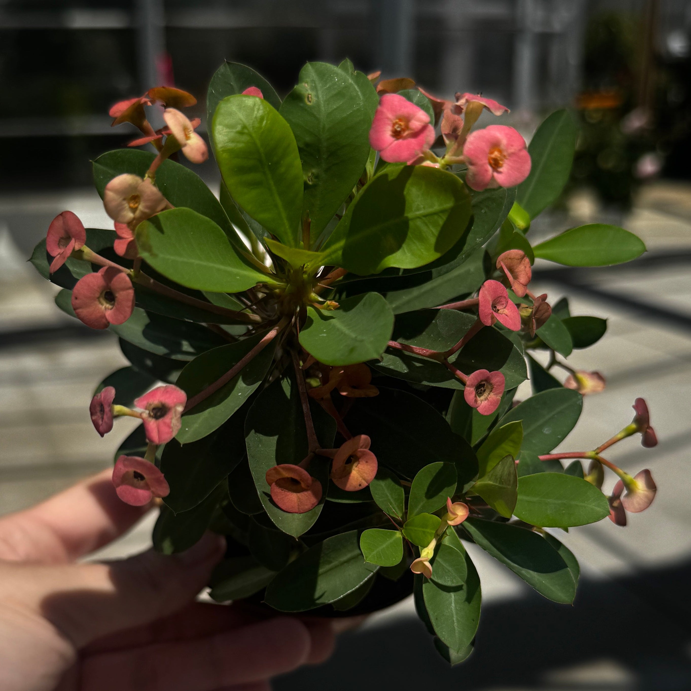 Crown of Thorns | Euphorbia milii