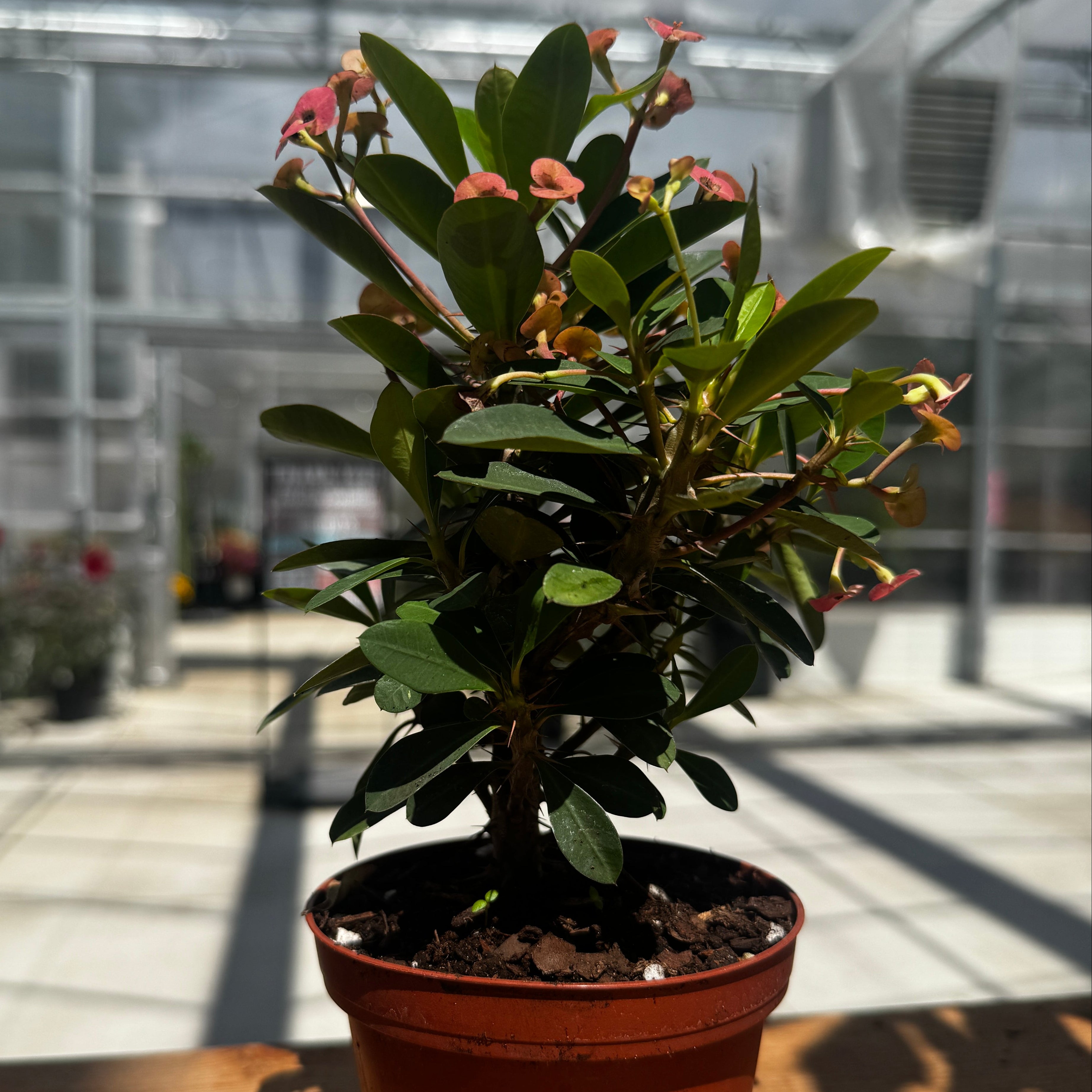 Crown of Thorns | Euphorbia milii