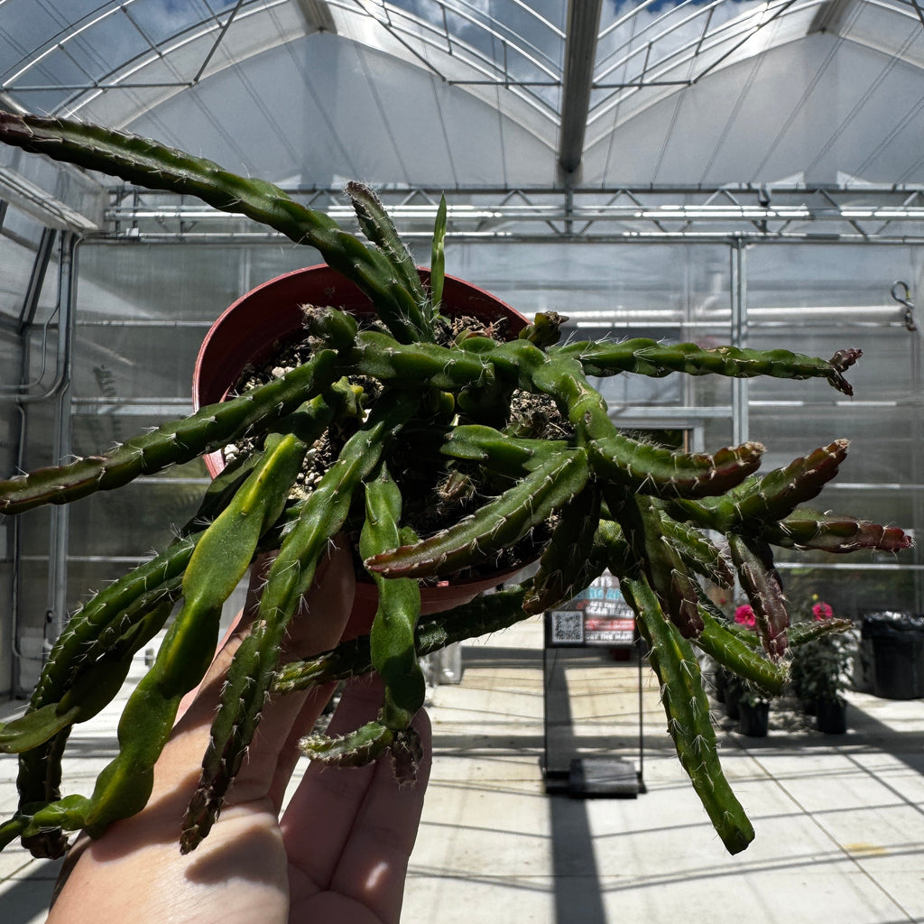 Rhipsalis sulcata