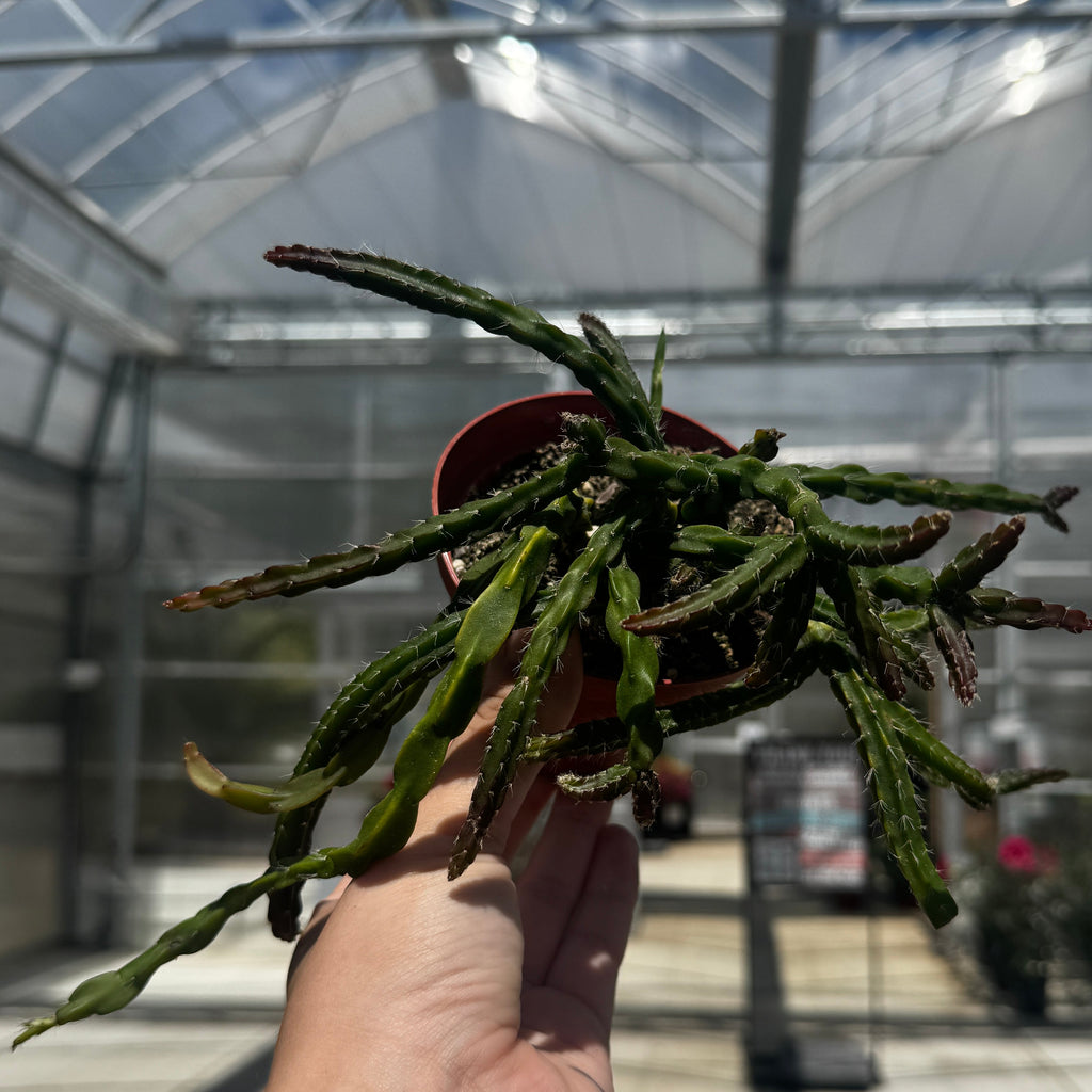 Rhipsalis sulcata