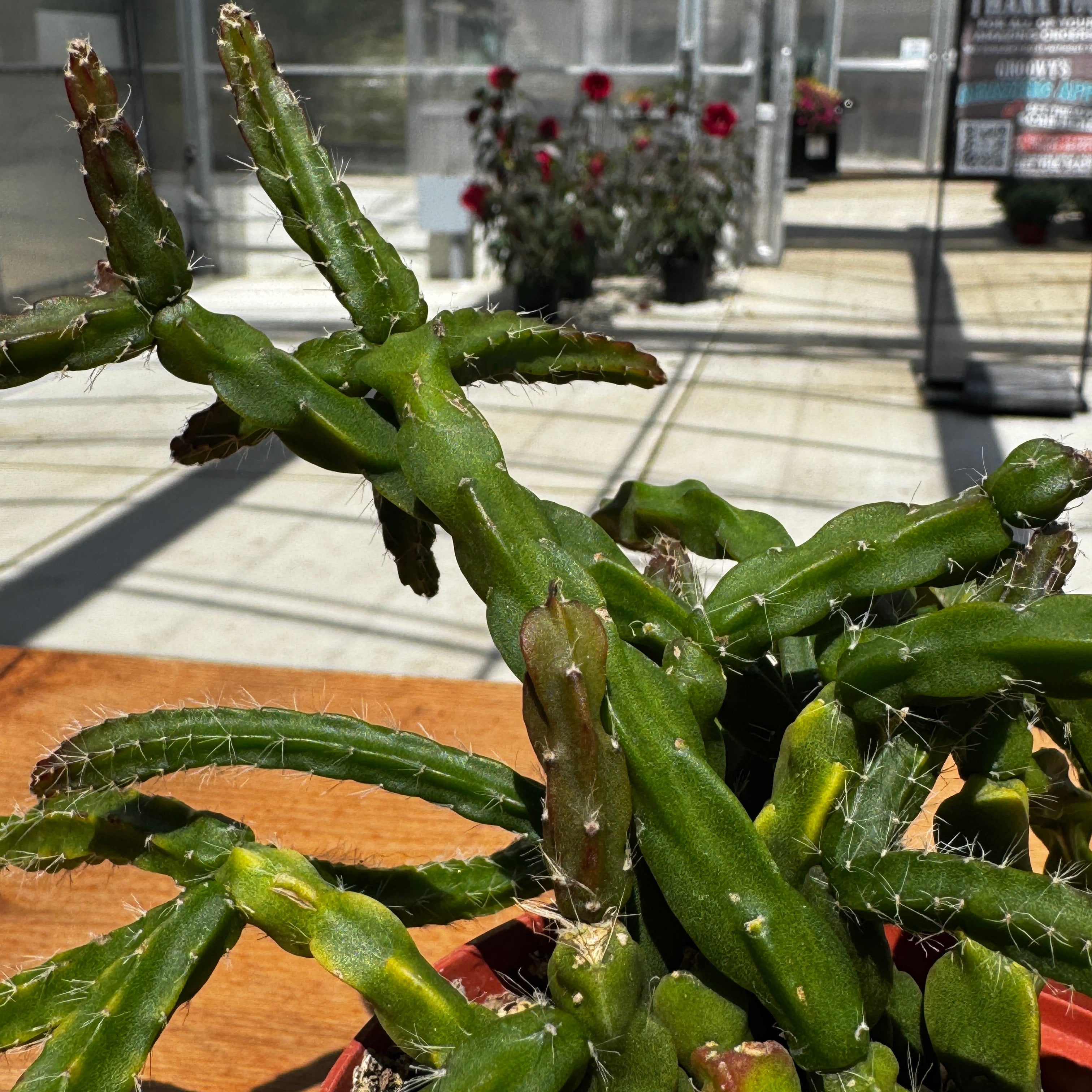 Rhipsalis sulcata