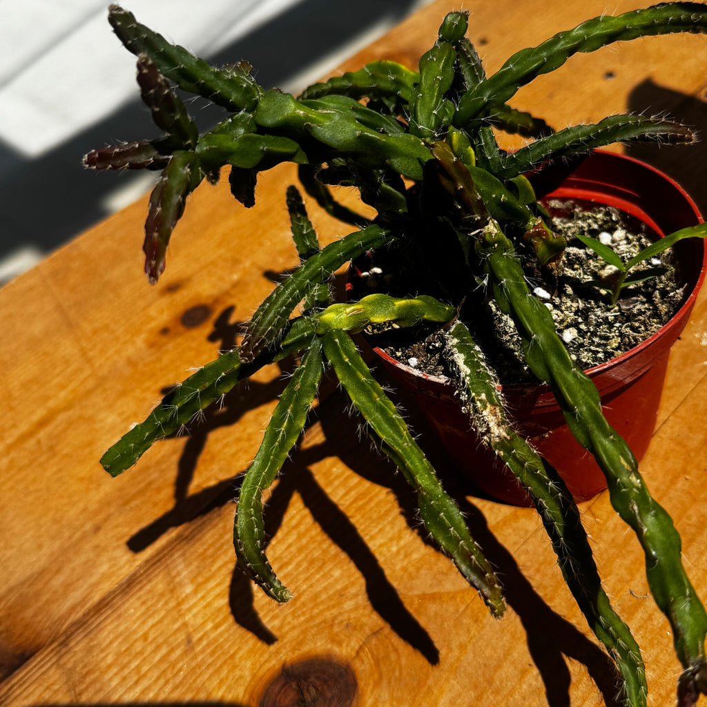 Rhipsalis sulcata