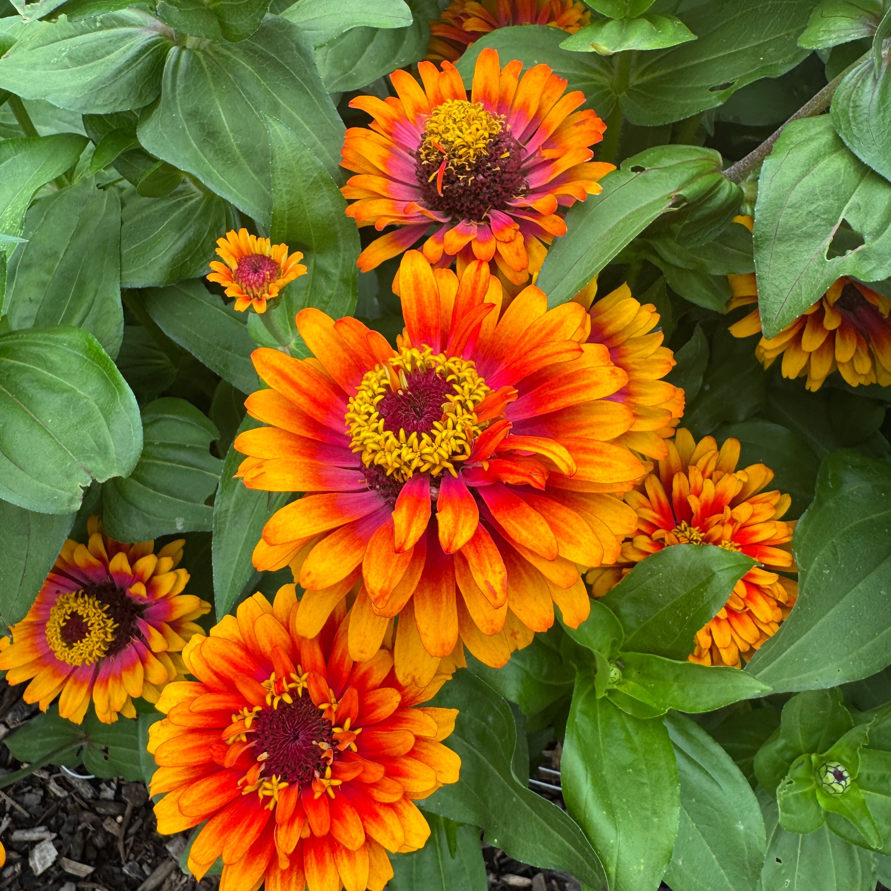 Zinnia Zowie!™ 'Yellow Flame' ~ Trio of 3 Hefty Plants for Preorder