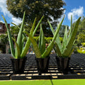 Trio of Aloe Vera