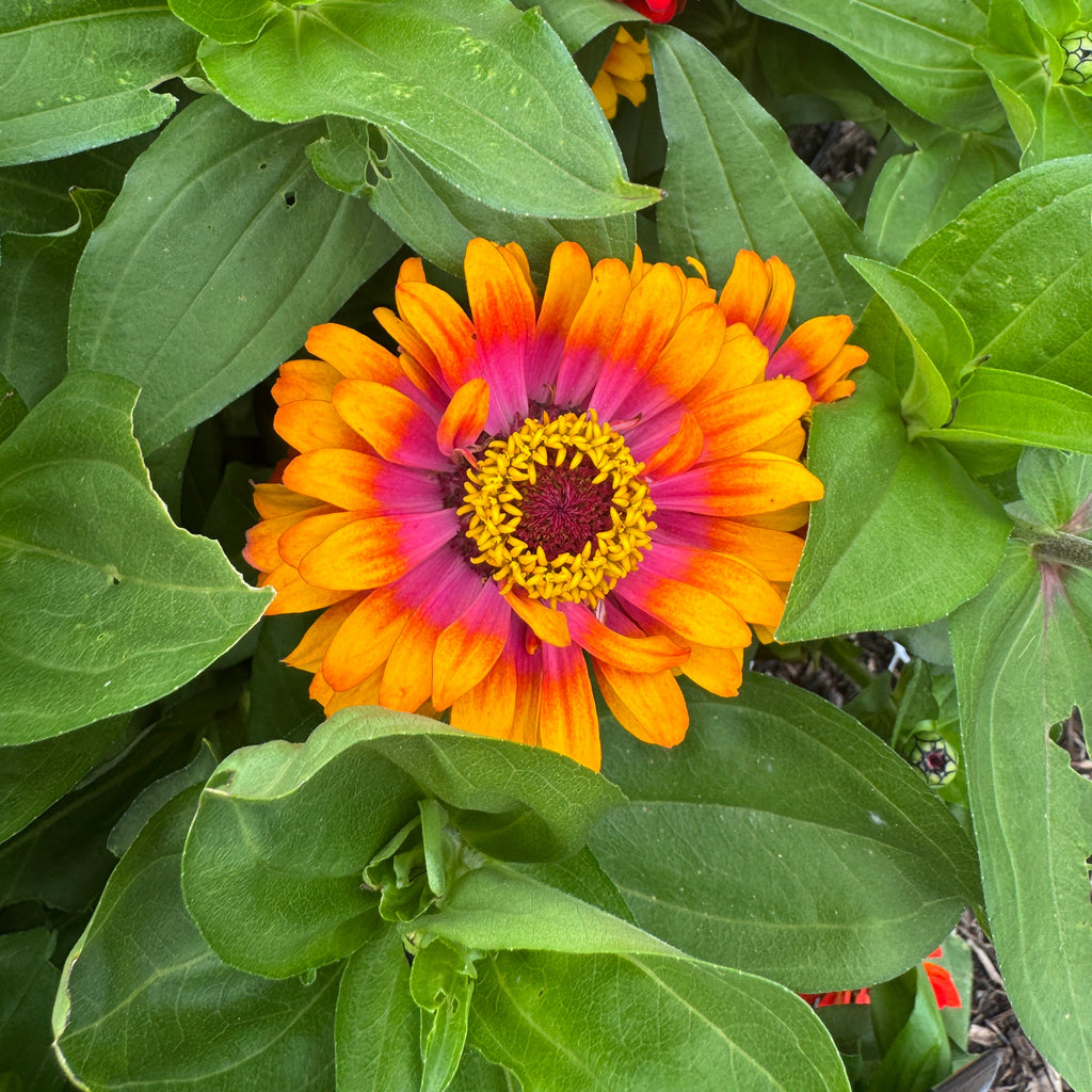 Zinnia Zowie!™ 'Yellow Flame' ~ Trio of 3 Hefty Plants for Preorder