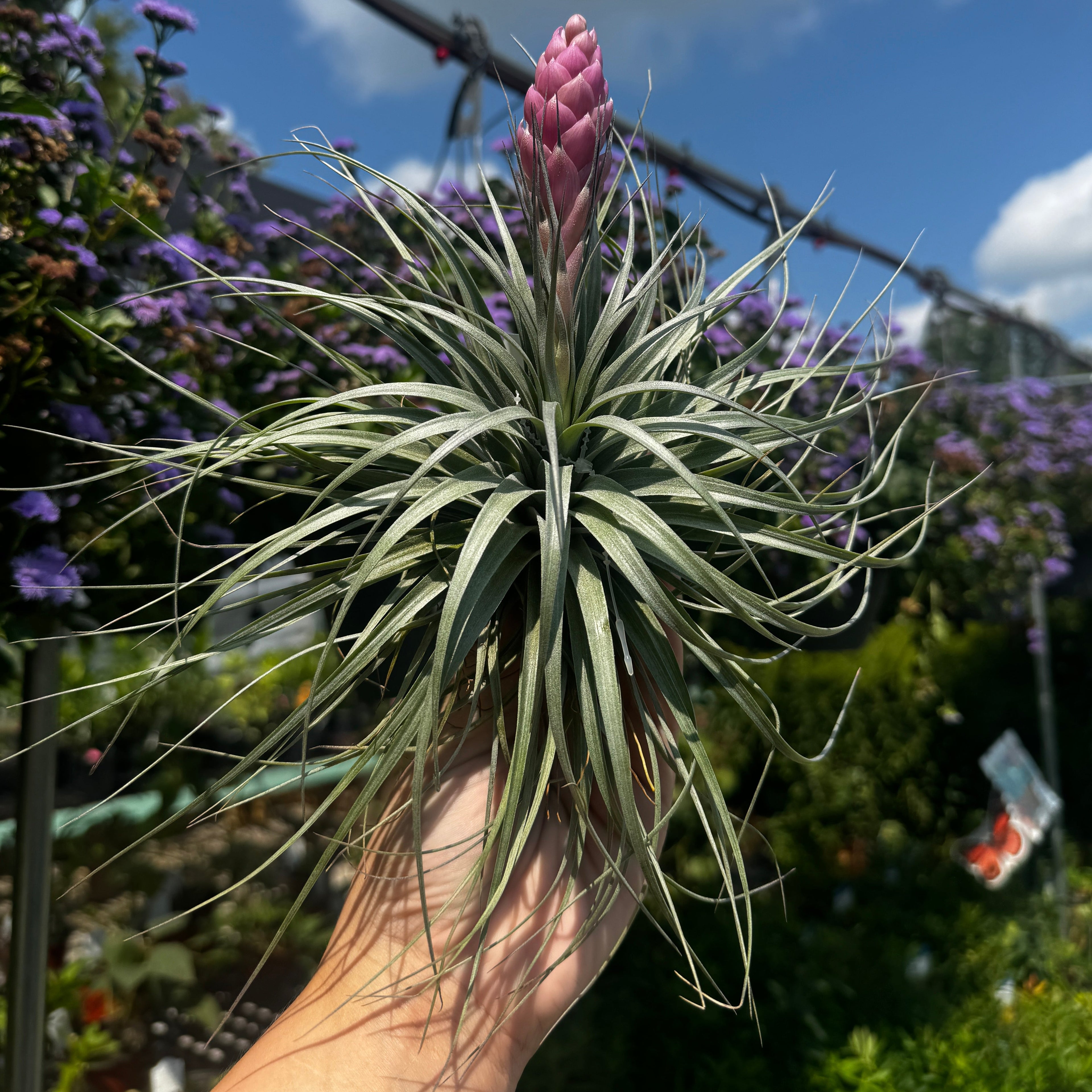 Tillandsia Stricta v. Half Dome