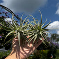 Duo of Tillandsia Purpurea Large Form 6"