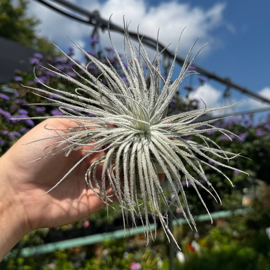 Tillandsia Tectorum Ecuador