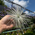 Tillandsia Tectorum Ecuador